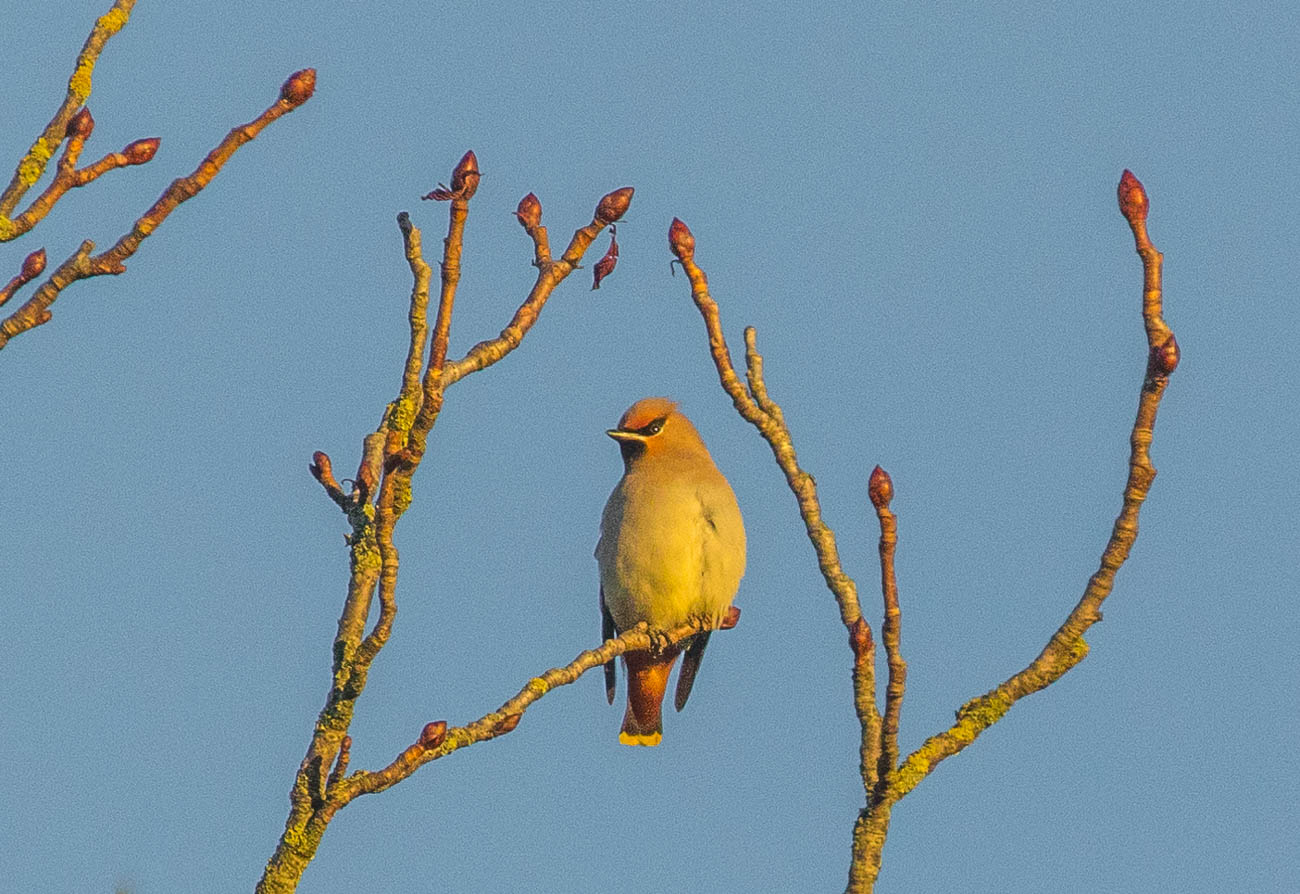 Bohemian Waxwing