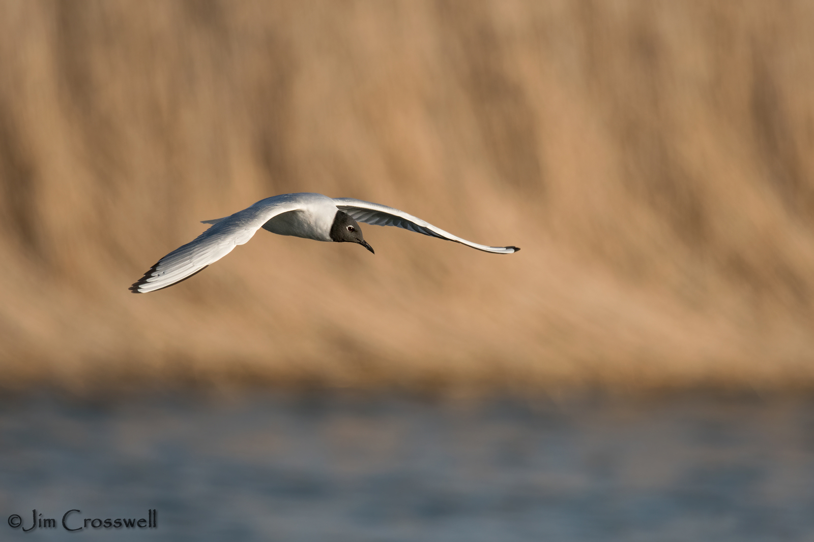 Bonaparte’s Gull