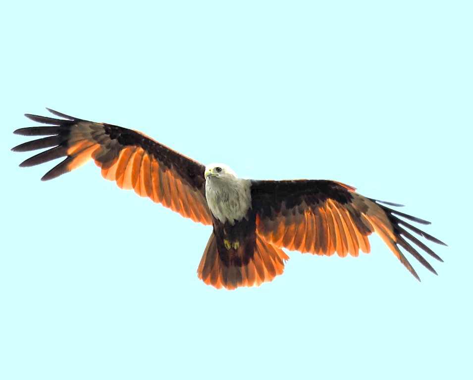 Brahminy kite