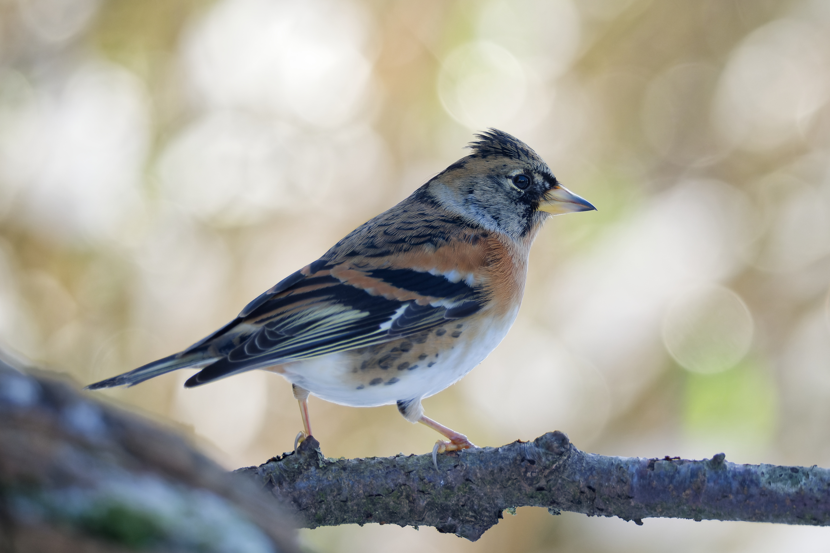 brambling N1204550