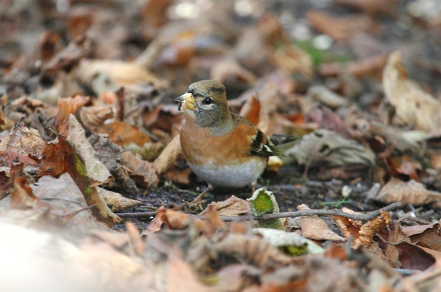 Brambling