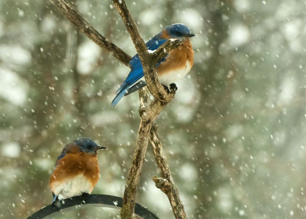 Braving the Elements