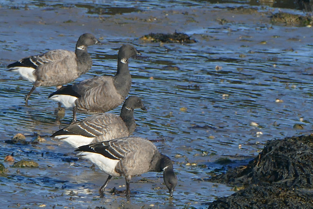 Brent geese