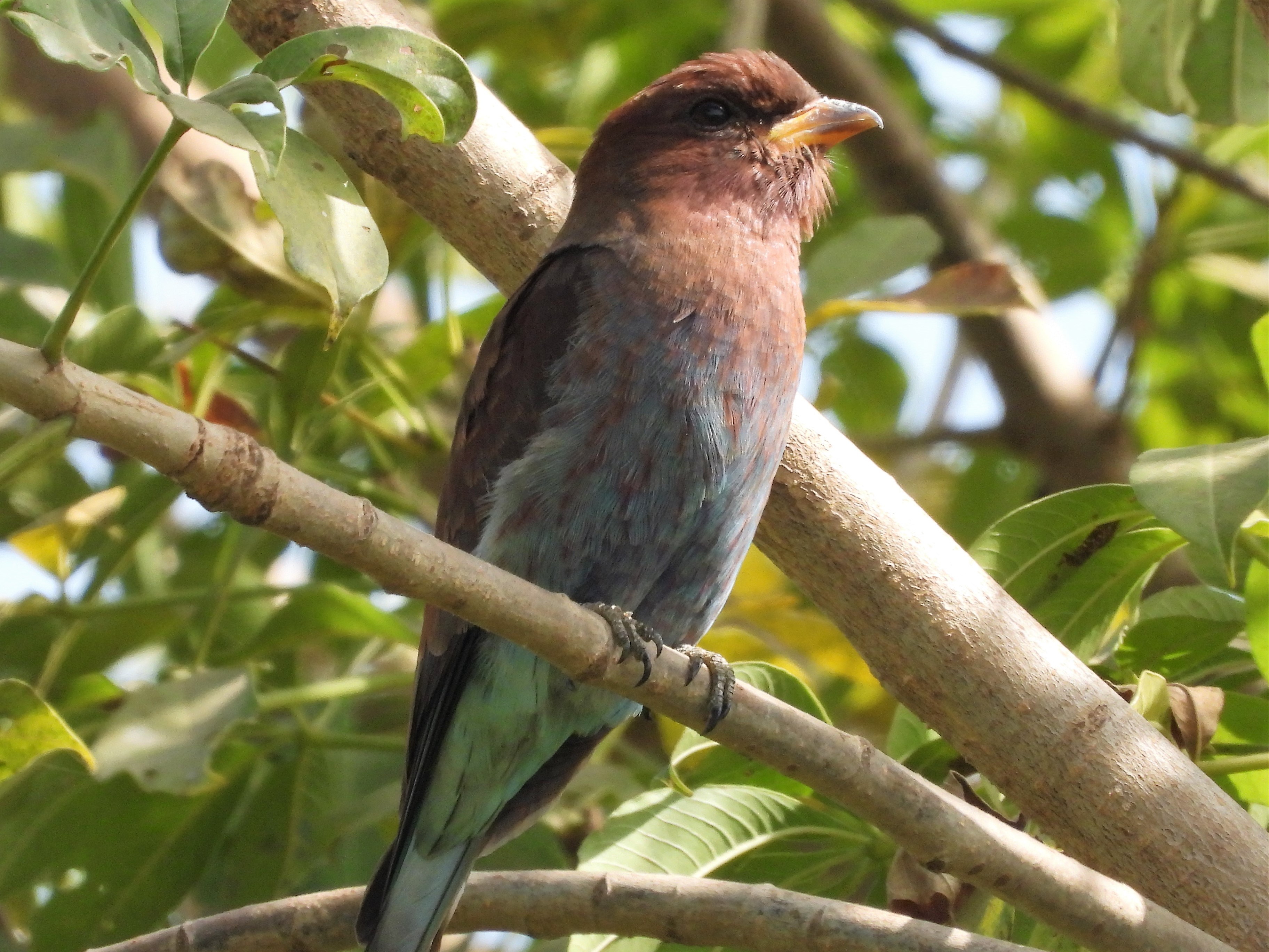 Broad Billed Roller