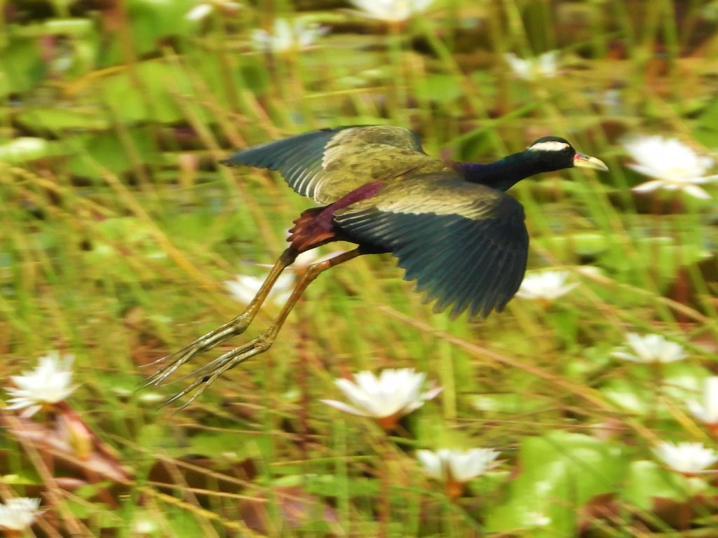 Bronze Winged Jacana | BirdForum