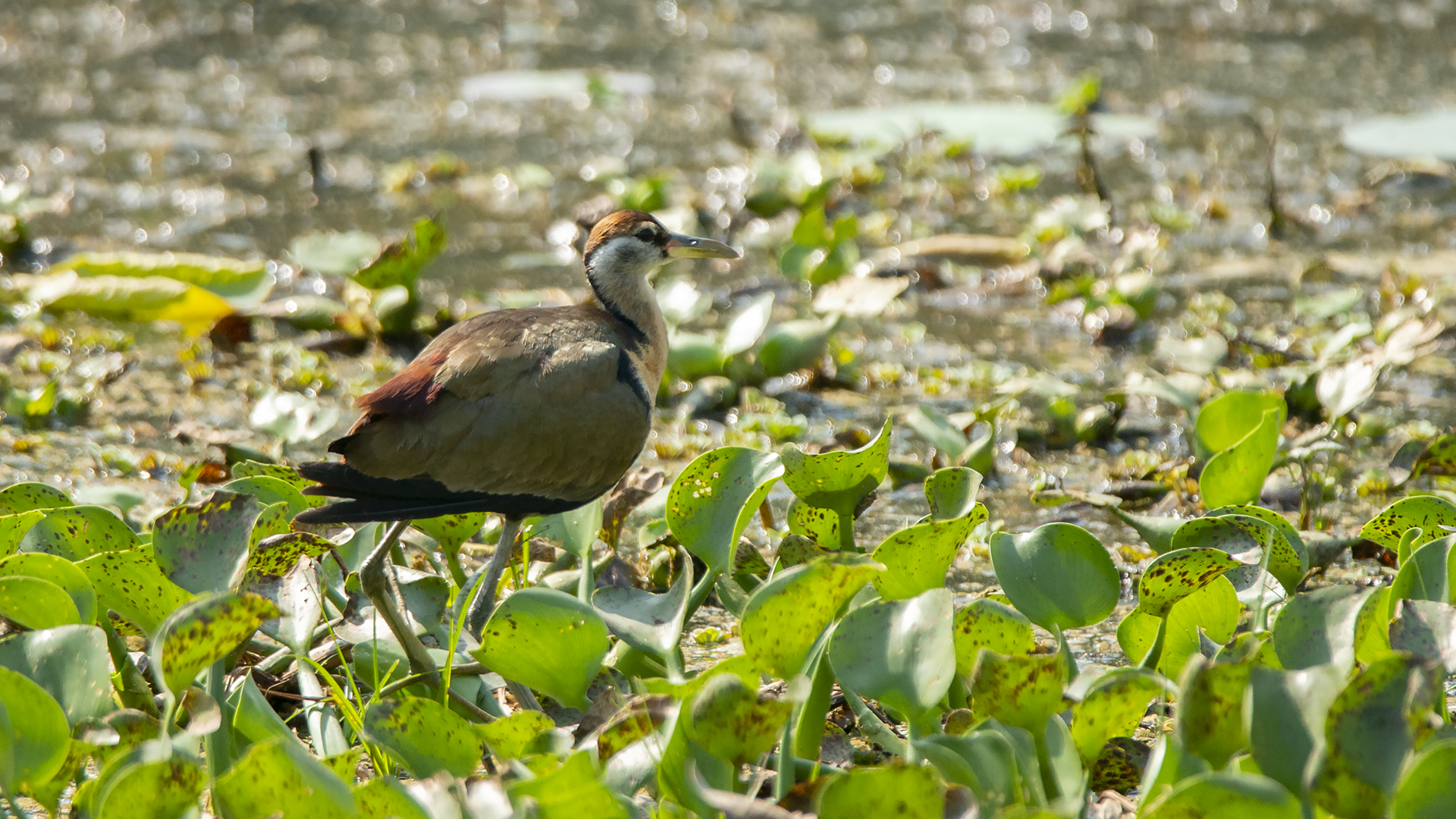 Bronze-winged Jacana