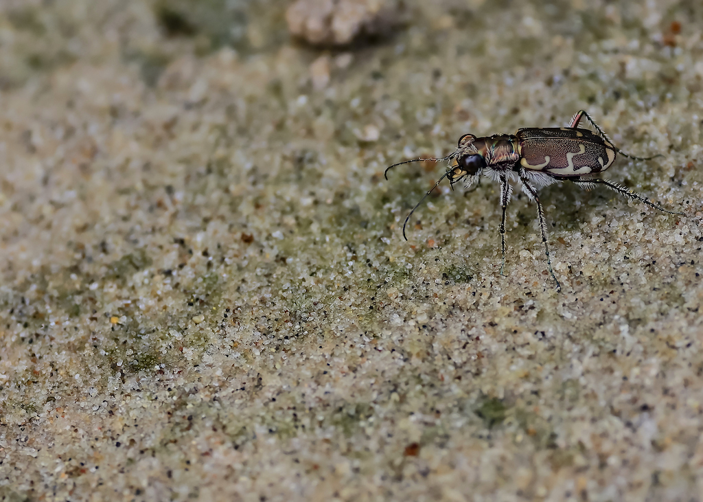 Bronzed Tiger Beetle