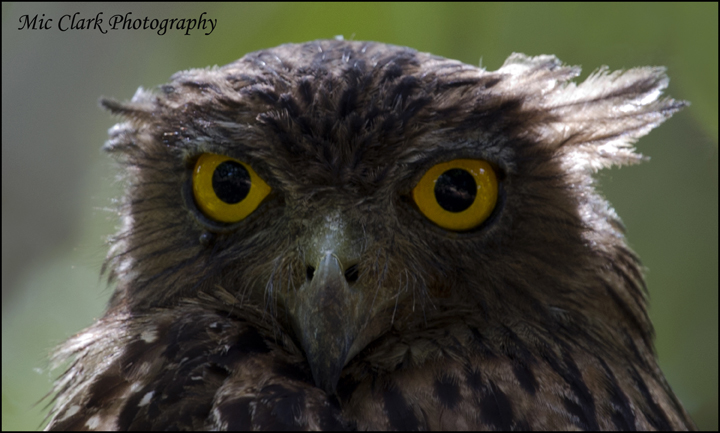 Brown Fish Owl