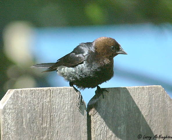 Brown-headed Cowbird