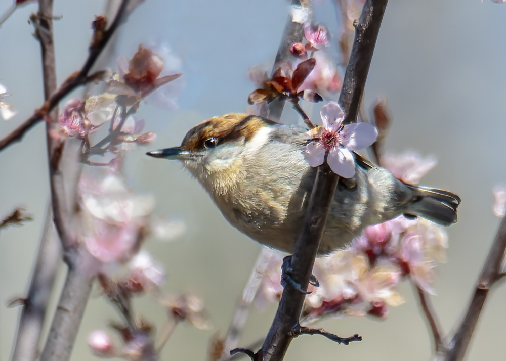 Brown-headed Nuthatch, Milford De 3-21-23.jpg