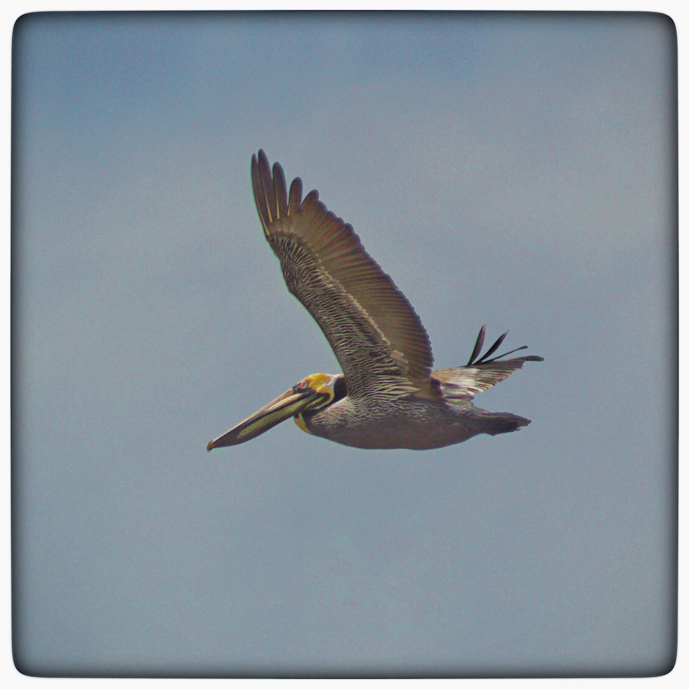 Brown Pelican