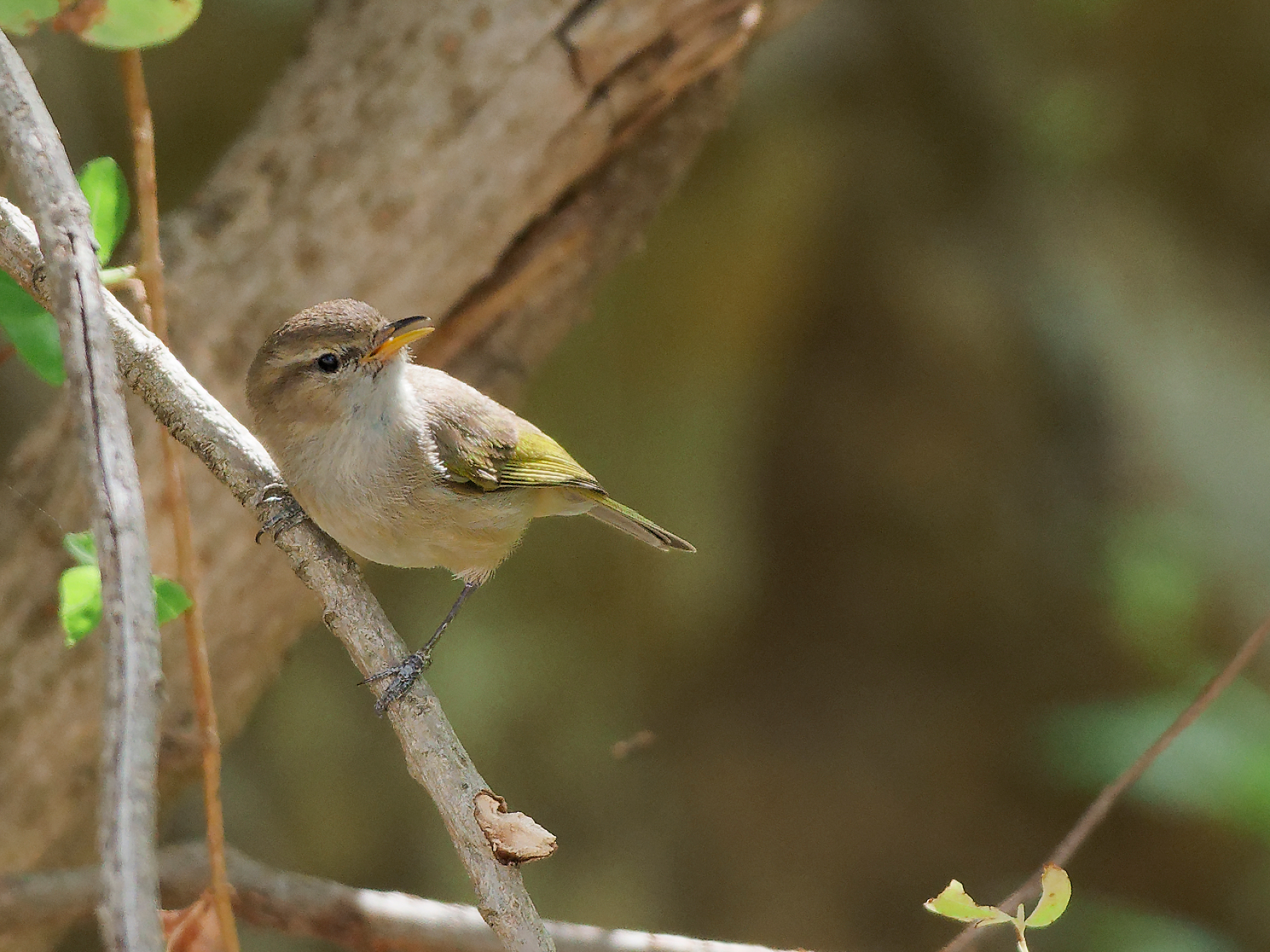 Brown woodland warbler