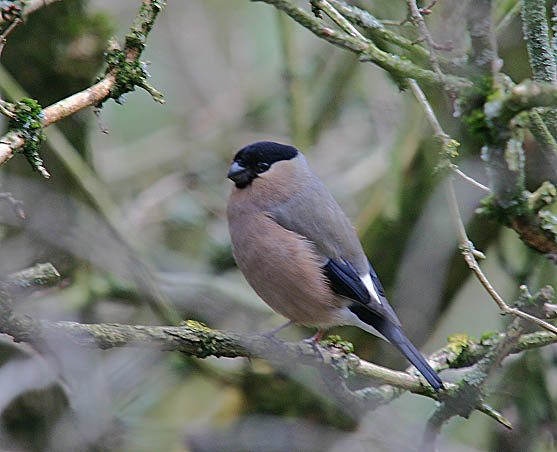 Bullfinch Female