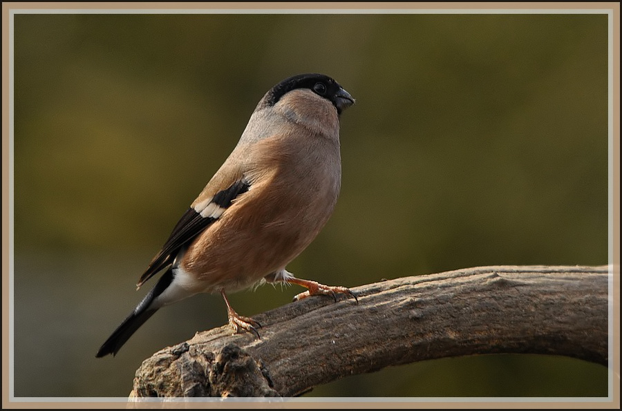 bullfinch female.