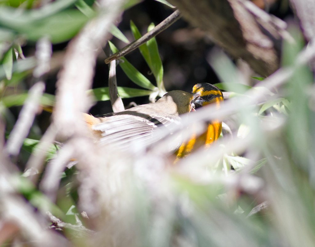 Bullock's Oriole feeding fledgeling