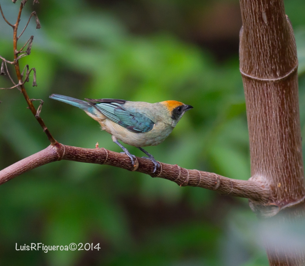 Burnished-buff Tanager