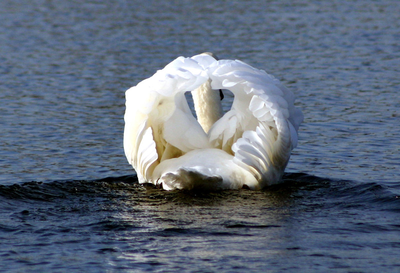 "Busking" Mute Swan