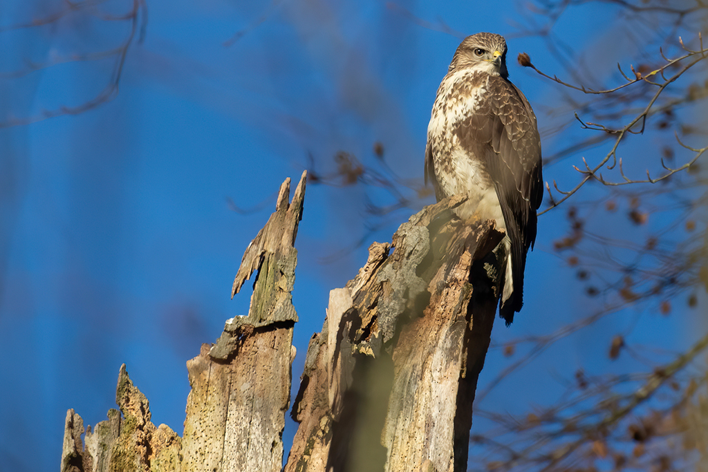 Buzzard