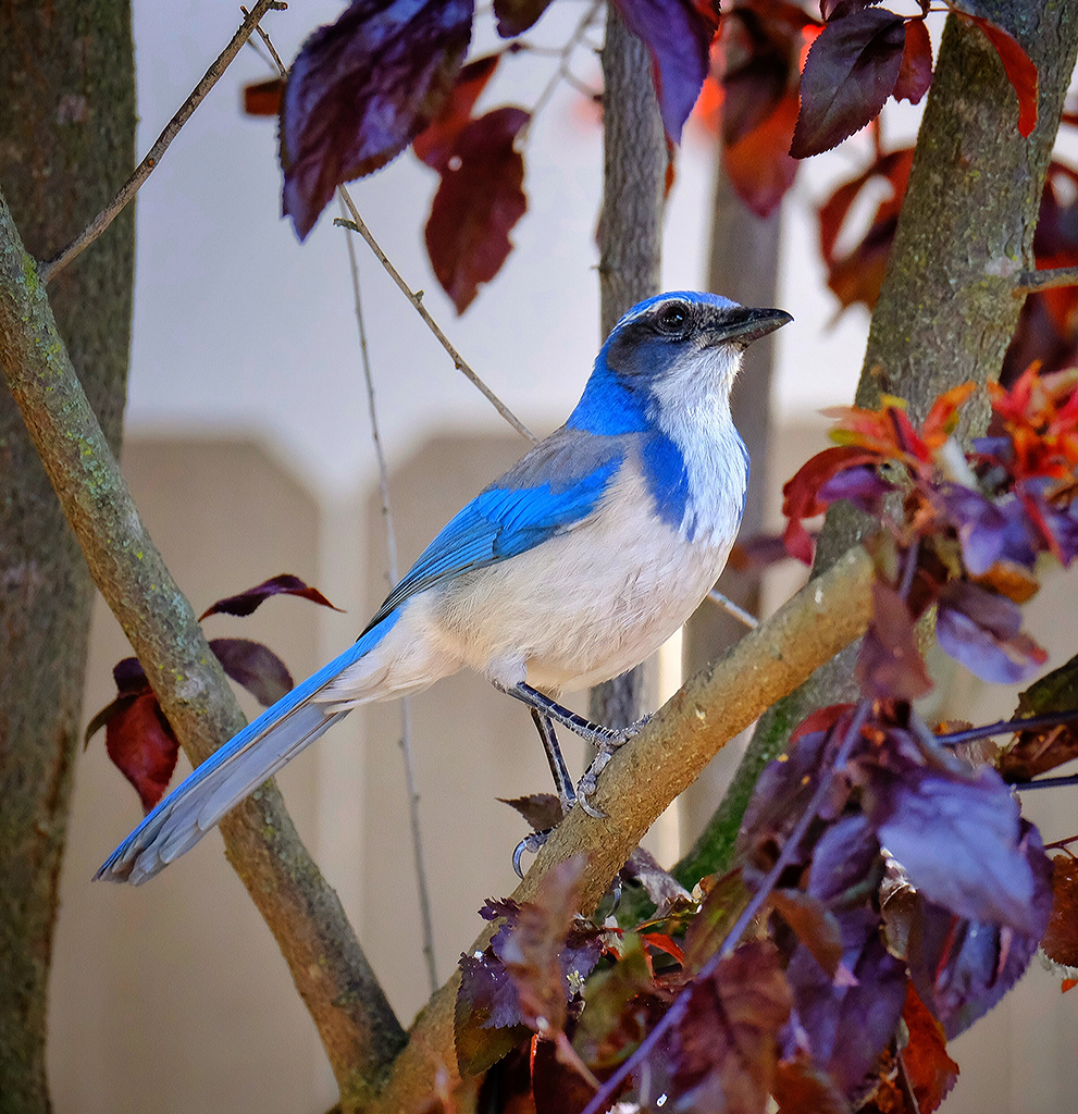 California Scrub Jay