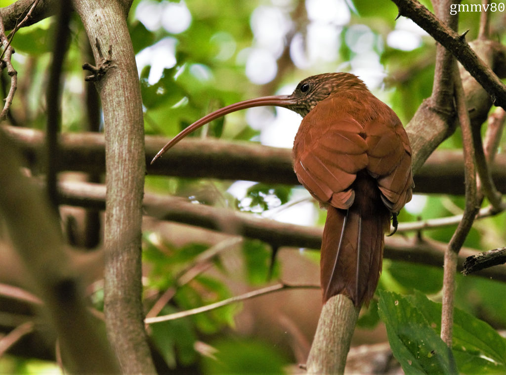 Campylorhamphus trochilirostris