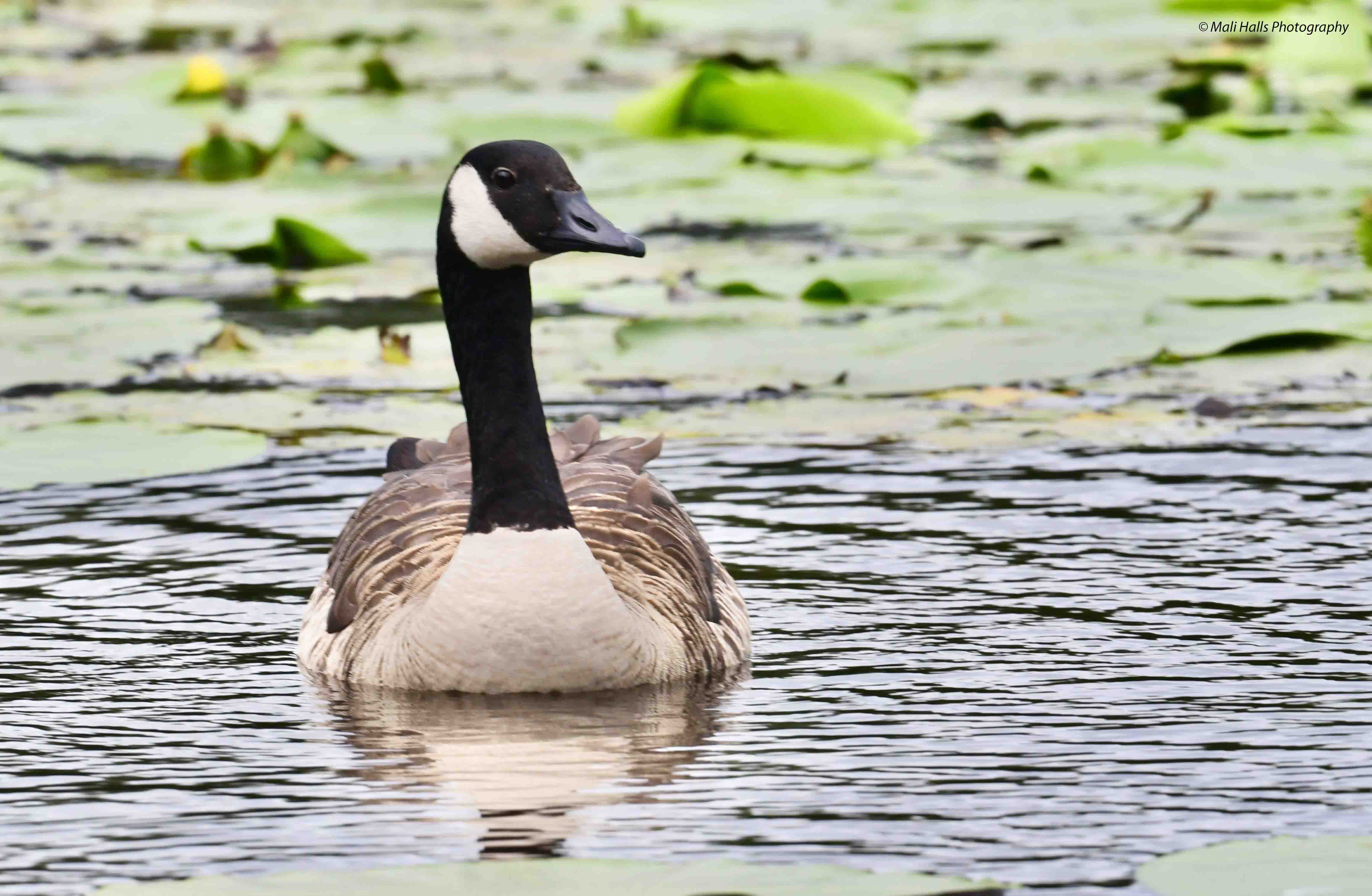 Canada Goose 0413.jpg