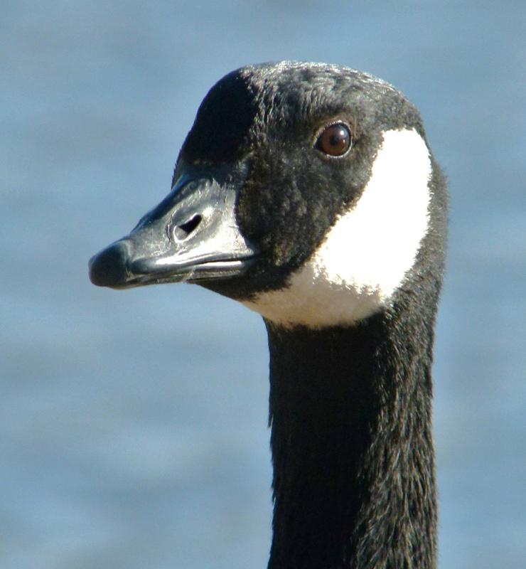 Canada Goose Profile