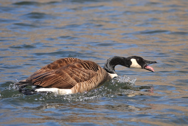 Canada Goose. | BirdForum