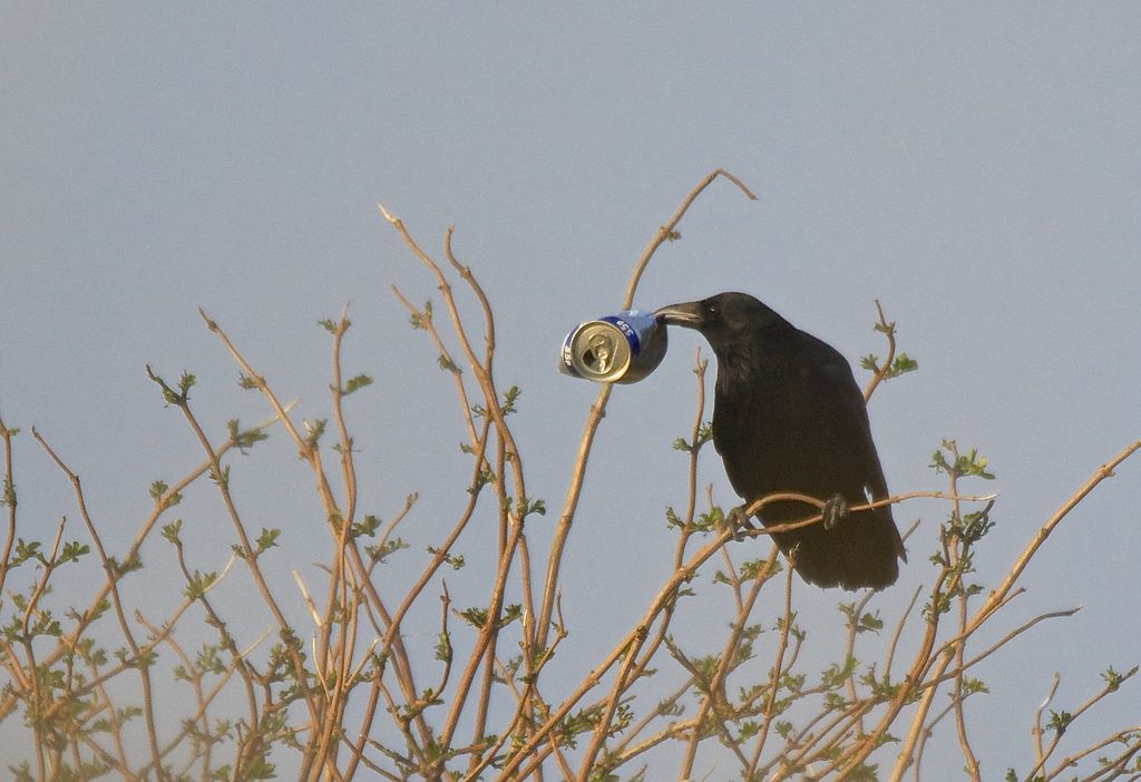 Canned Crow