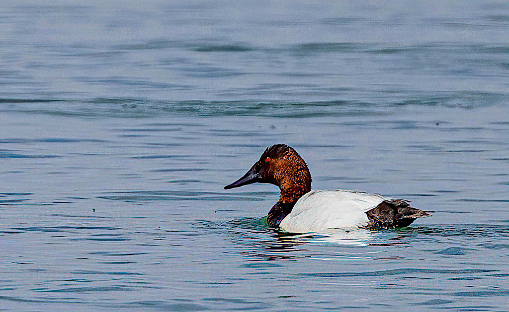 Canvasback Male