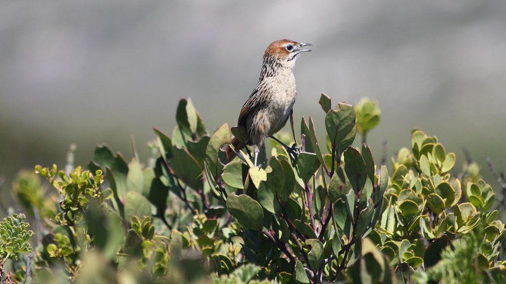 cape grassbird