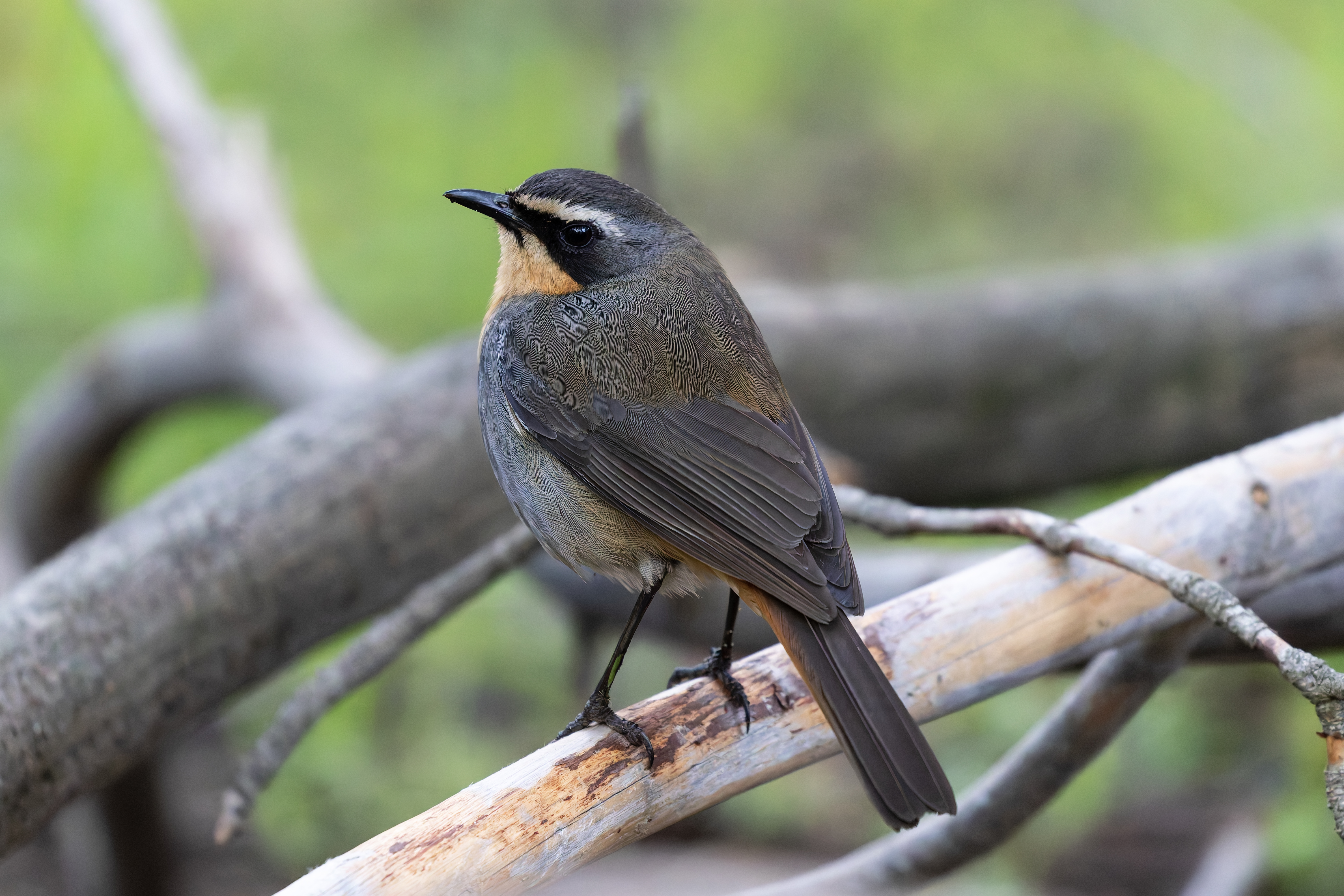 Cape robin-chat