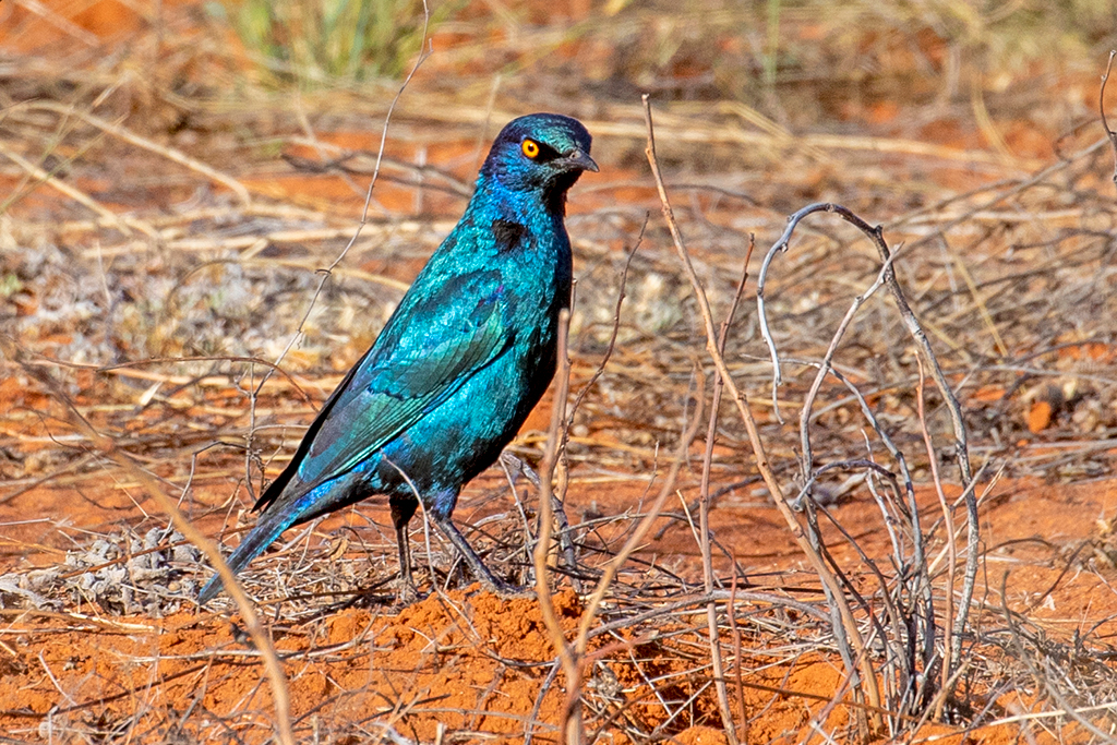 Cape starling