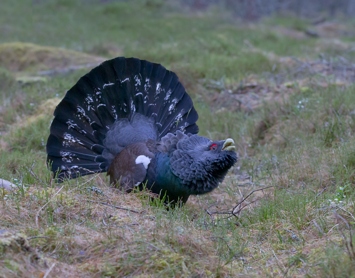 Capercaillie