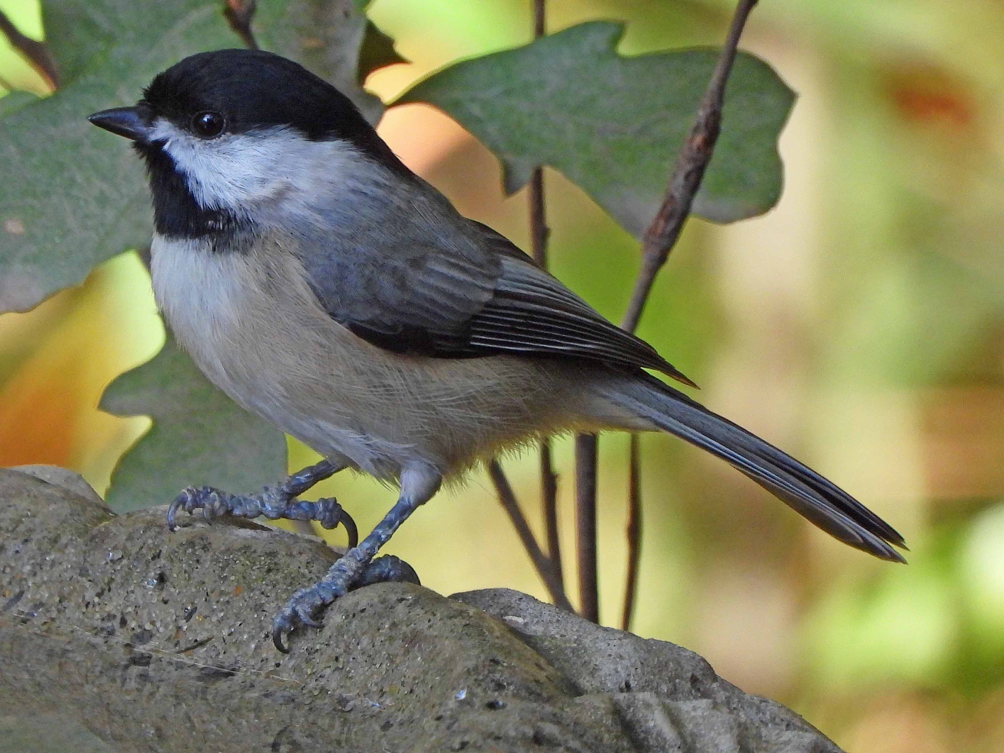 carolina-chickadee-birdforum