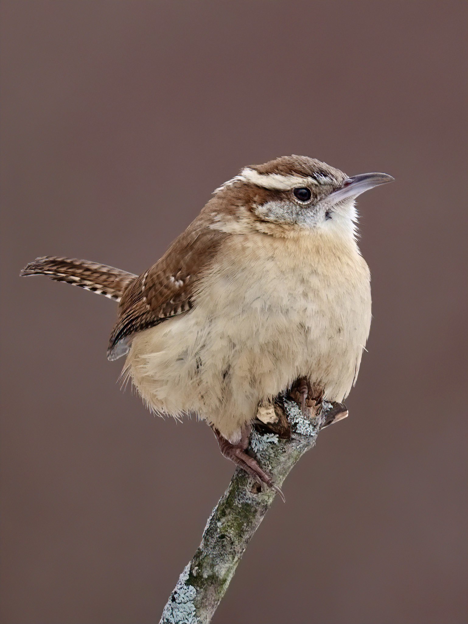 Carolina Wren | BirdForum