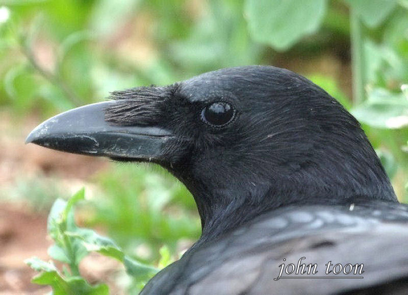 carrion crow