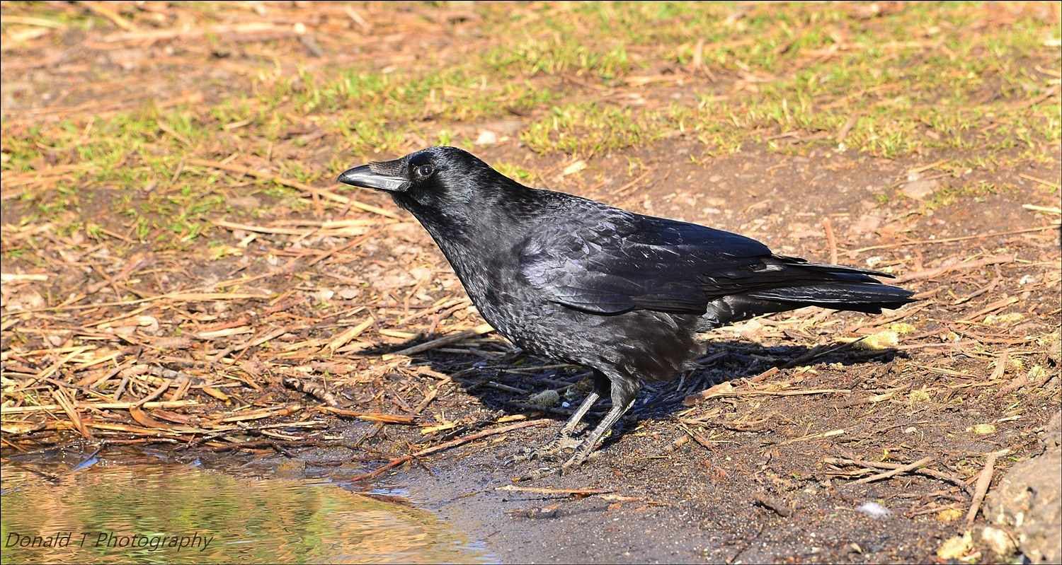 Carrion Crow