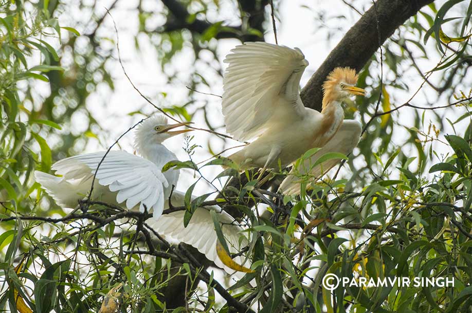 Cattle Egrets