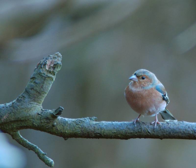 Chaffinch at Lashford Lane