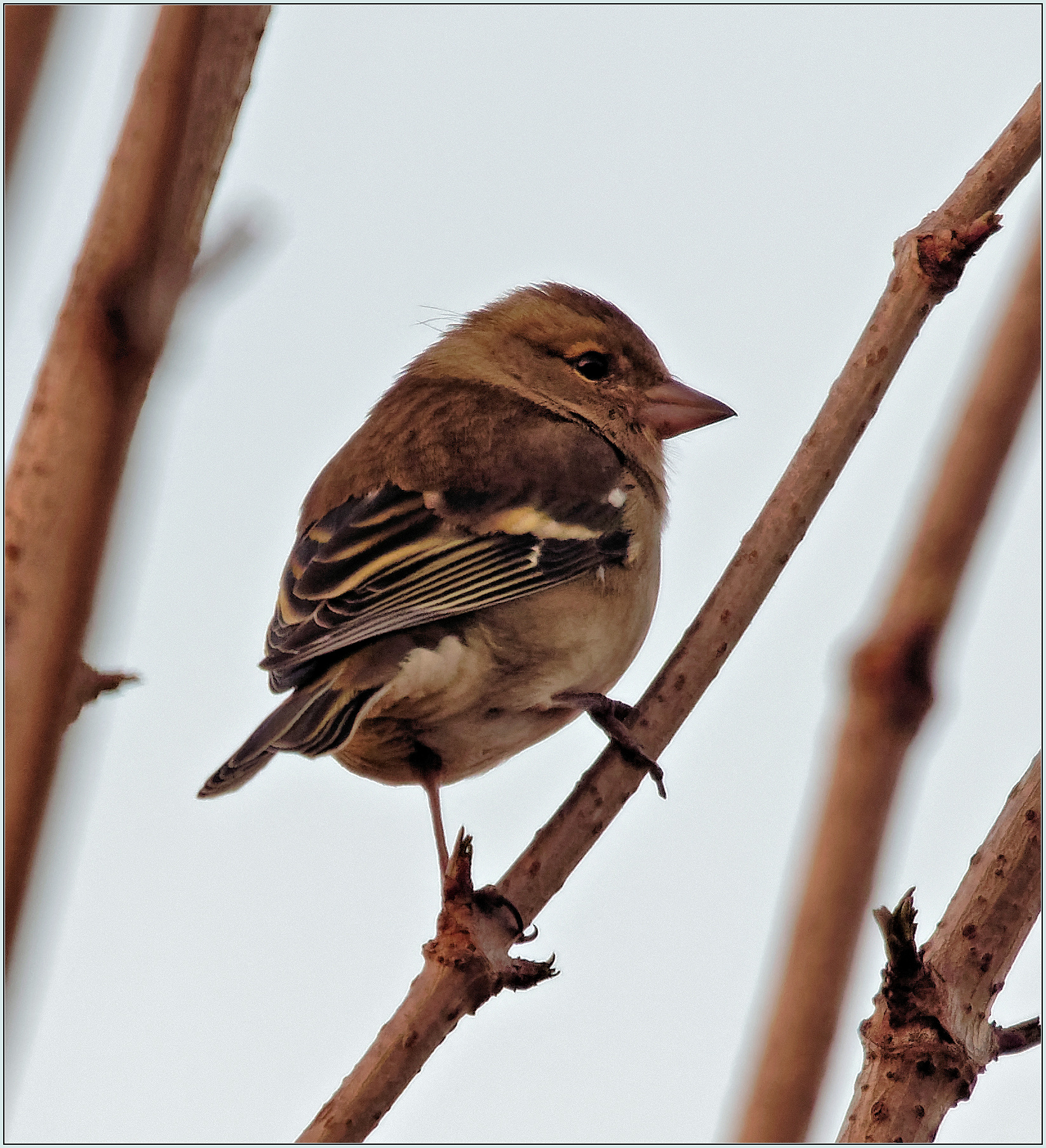 Chaffinch