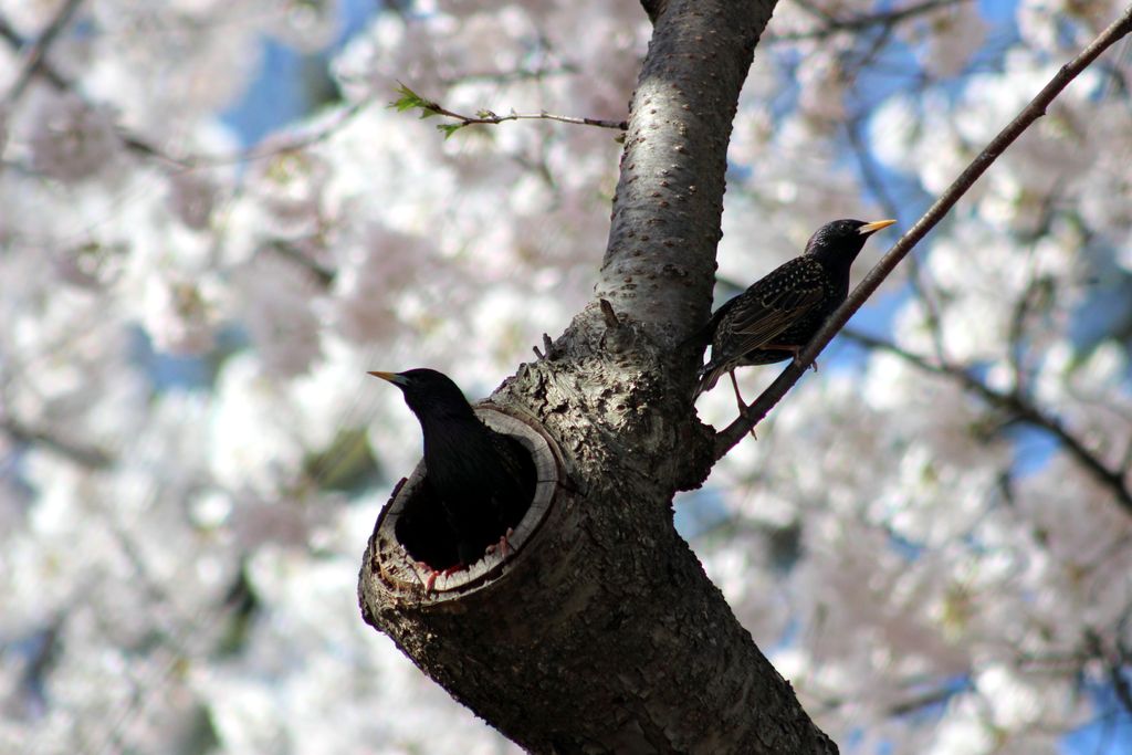 Cherry Blossoms