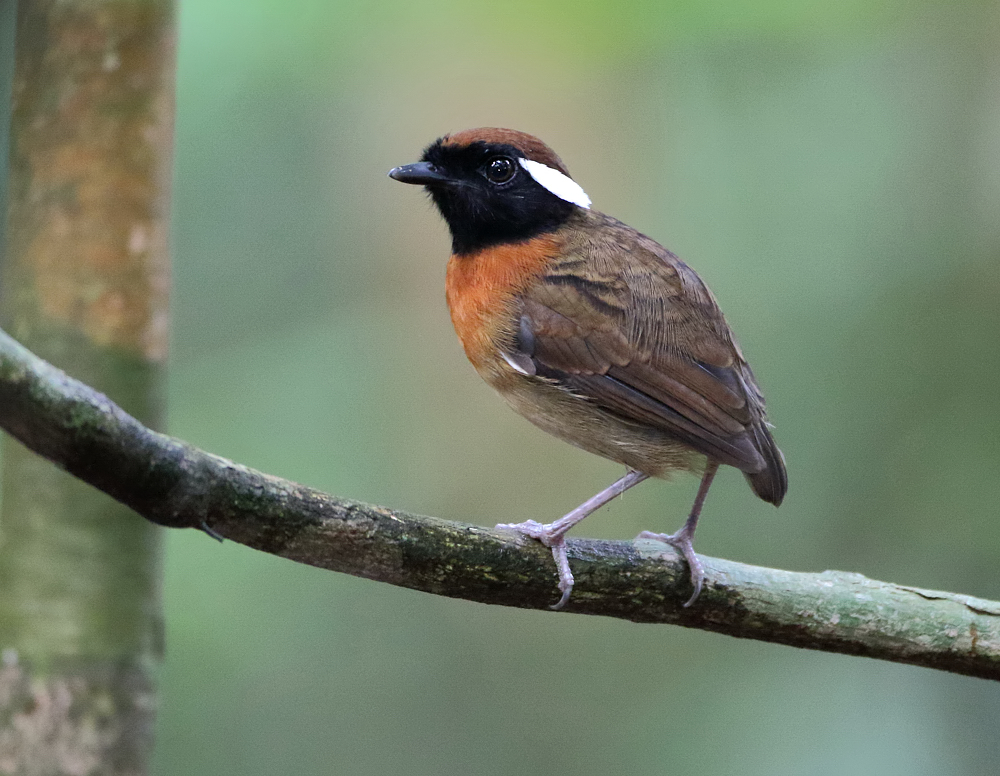 Chestnut-belted Gnateater, male