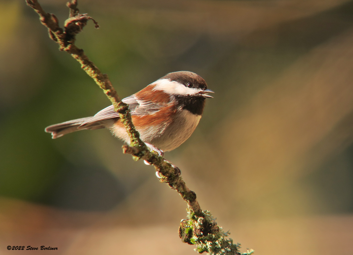 Chestnut-bkd Chickadee 3-3-22 IMG_4930web.jpg