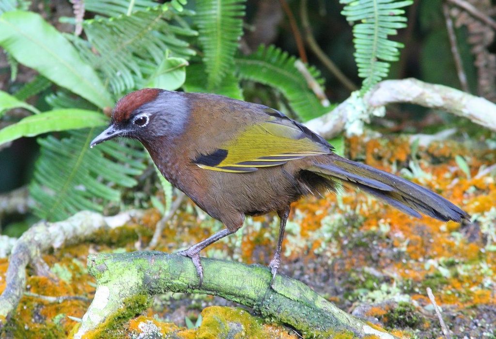 Chestnut-crowned Laughingthrush | BirdForum