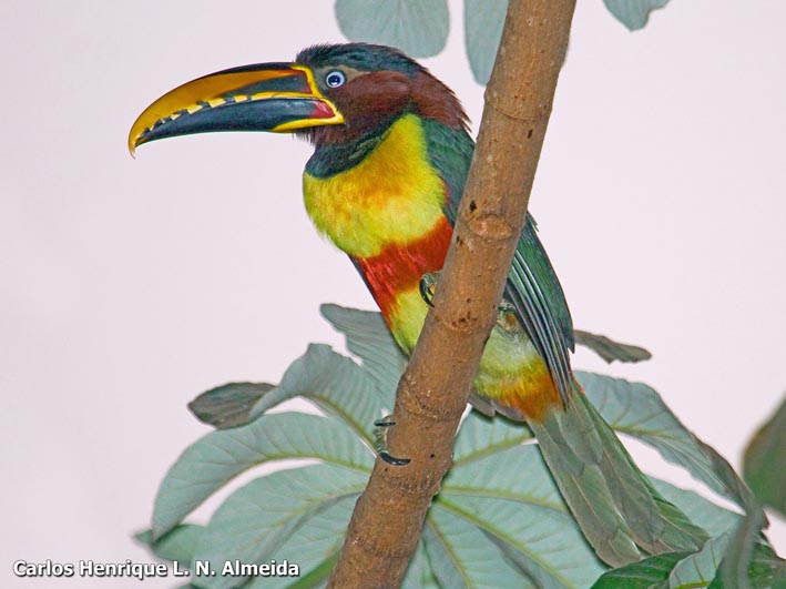 Chestnut-eared Aracari