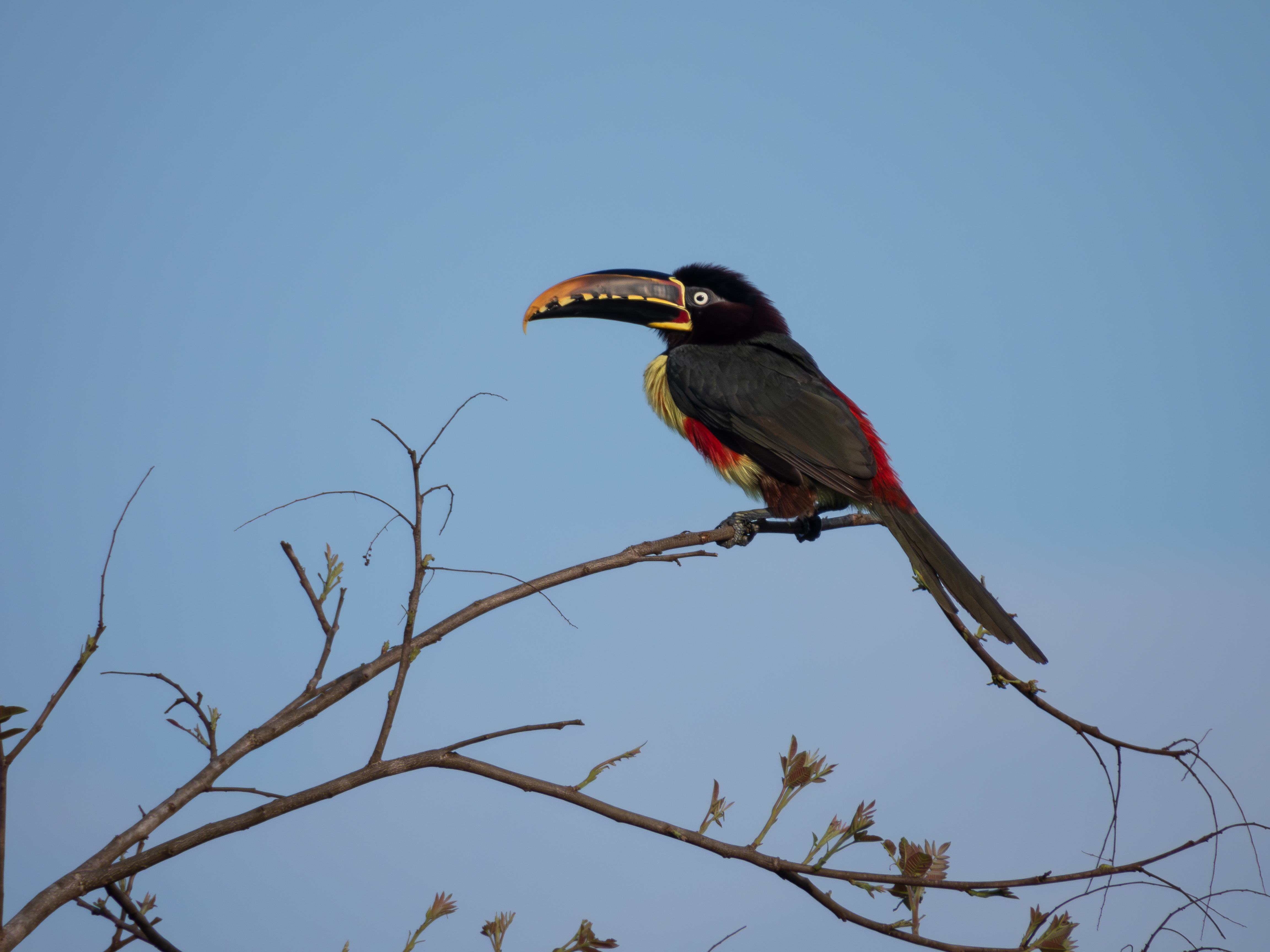 Chestnut-eared Aracari