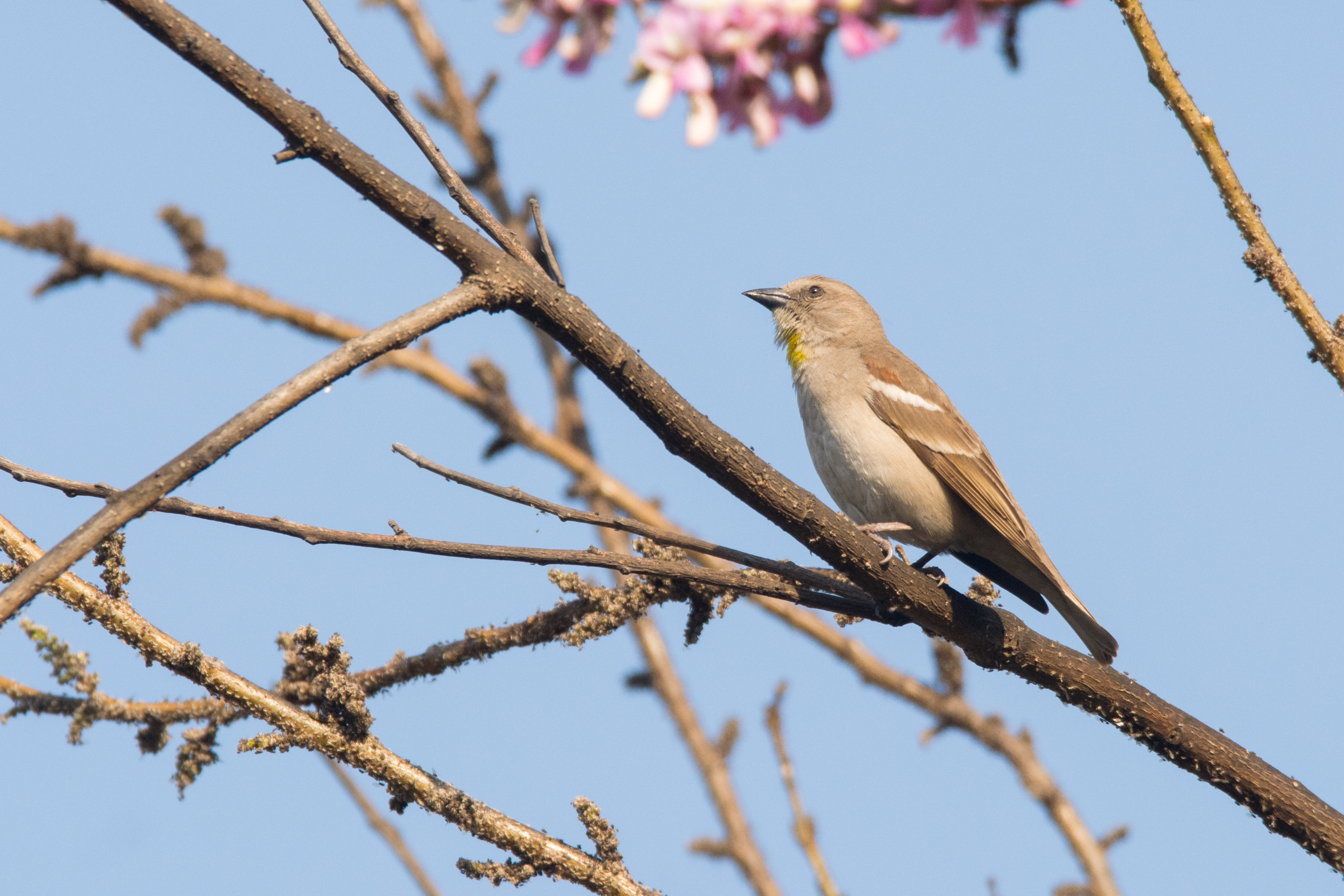 Chestnut-shouldered Petronia