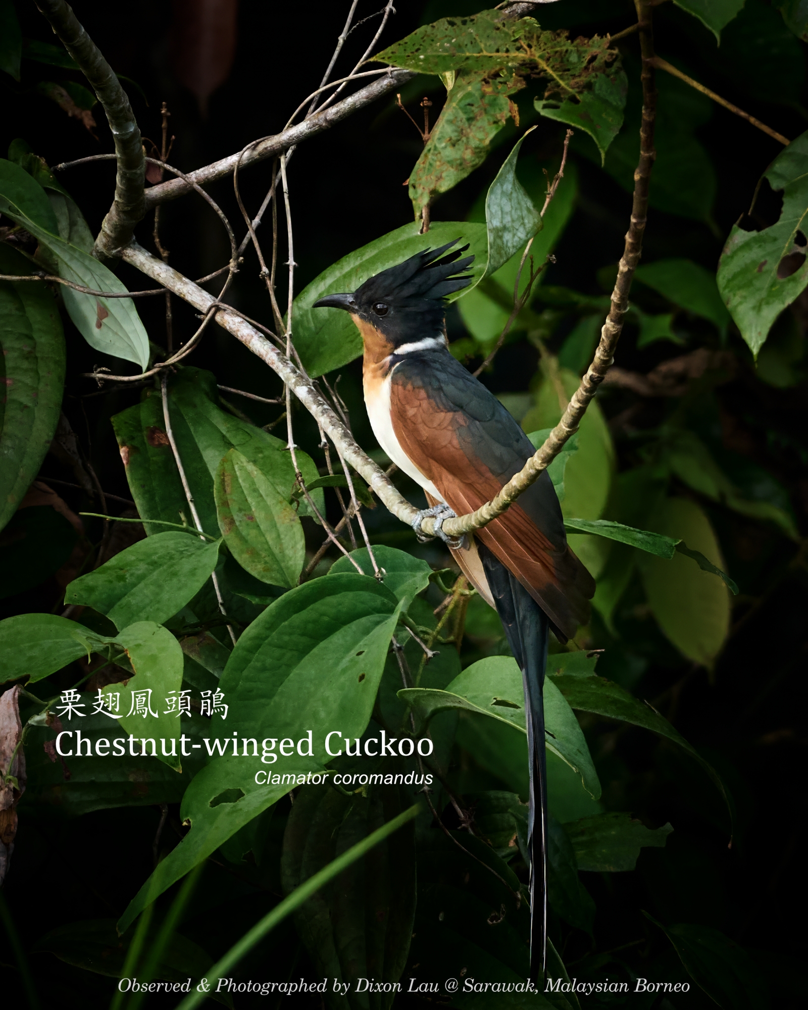 Chestnut-winged Cuckoo, Borneo