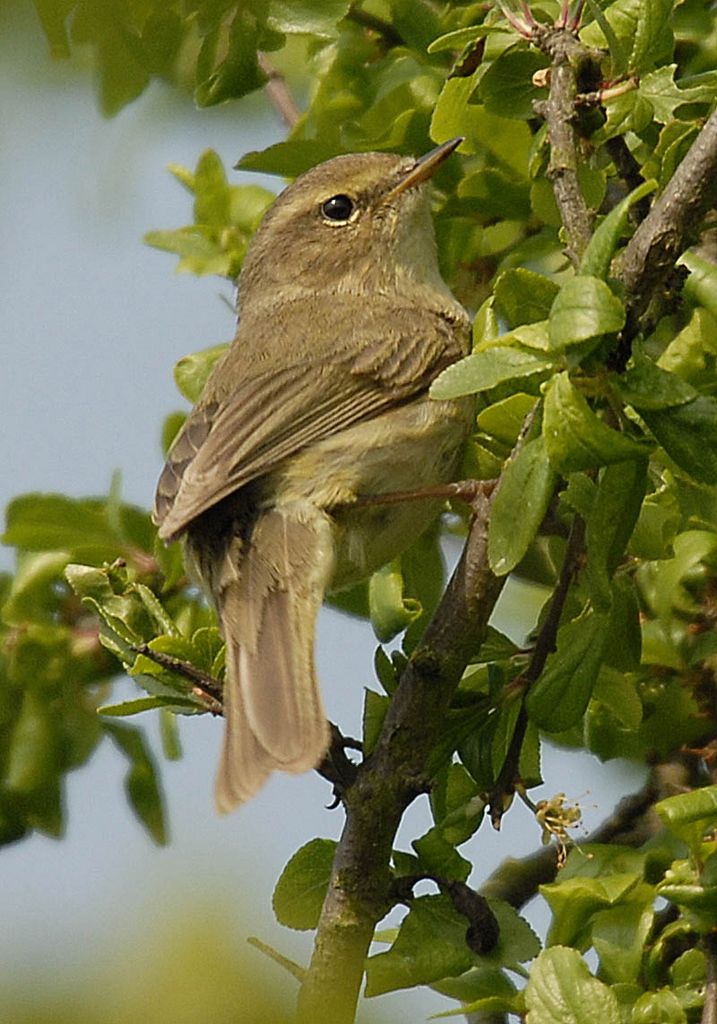 Chiffchaff