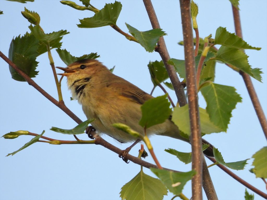 Chiffchaff